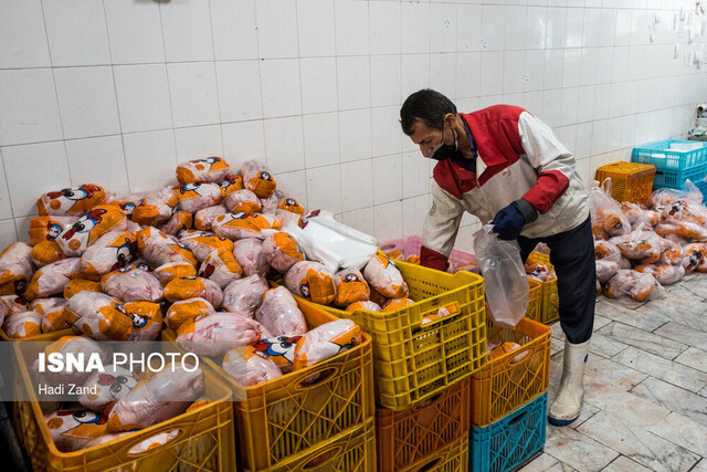 گرانفروشی مرغ ربطی به وزارت جهاد کشاورزی ندارد